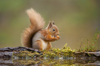 A red squirrel eating a nut whilst standing on a mossy log