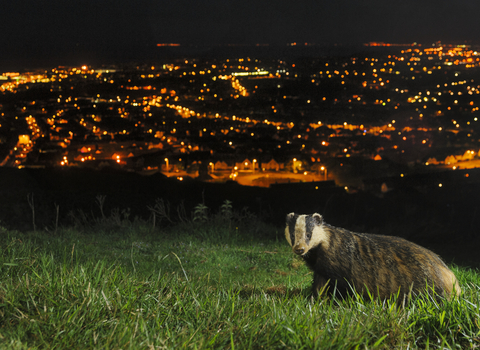 Badger night camera trap city lights the wildlife trusts